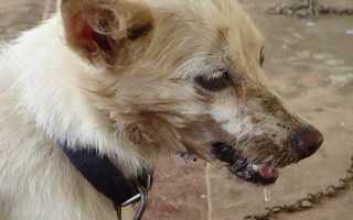 Как делают диагностику мозга животного на бешенство