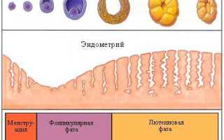 Как понять что началась овуляция без теста