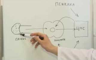 Преждевременная эякуляция: причины и методы решения проблемы